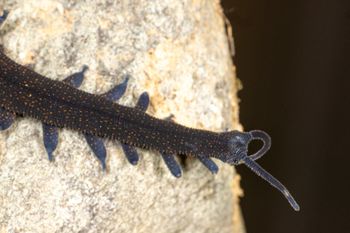 Media type: image;   Invertebrate Zoology 168055 Description: Digital photograph of specimen in life.;